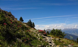 Alpenblumen Sommer